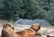 野猪夜闯九江闹市,野猪闹事！江西九江野猪乱窜，“全民杀猪”或成趋势，行得通吗？