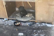 流浪狗基地现狗吃狗,急～！武汉哪里有流浪狗收留中心？