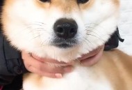 大猩猩抽烟手法娴熟,叙述HBV的传播途径及致病性？