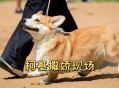 非洲狮腿短被叫柯基,非洲狮 犬科