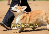 非洲狮腿短被叫柯基,非洲狮 犬科