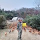 手机智能化高端化,智能化养鸡省时高效益吗。生态养鸡的趋势怎么样？