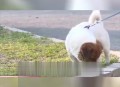 老人因未拴绳犬摔伤,老人因未拴绳犬摔伤怎么赔偿
