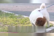 老人因未拴绳犬摔伤,老人因未拴绳犬摔伤怎么赔偿