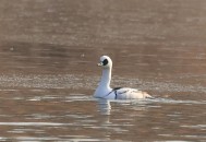 山西出现熊猫鸭,山西有熊猫吗？