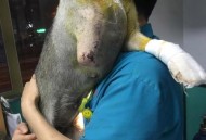 宠物医院输血1次4千,宠物输血需要配型吗？