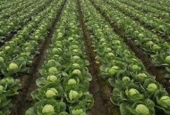 自驾到内蒙捡蔬菜,内蒙适合种哪种蔬菜？