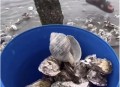 台风后海边海鲜遍地,台风过后海滩上全是海鲜