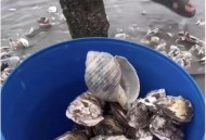台风后海边海鲜遍地,台风过后海滩上全是海鲜