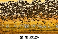 3人鄱阳湖毒杀候鸟,鄱阳湖7月能看到候鸟吗？