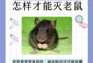 住全季半夜被老鼠咬,如果当你熟睡时,有老鼠爬上你的床，它会咬你吗？