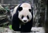 大熊猫高高去世,大熊猫高高为什么自己跑回来？