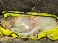 宠物店起火宠物全死,宠物店失火 宠物店起火宠物全死,宠物店失火