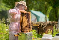 取蜂人被挂50米高空,什么原因蜜蜂成群结队在空中飞？