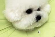 去前女友家撒尿获刑,“父亲坚持养狗，矛盾不断！因狗在床上撒尿致起冲突，儿子捅死父亲终获刑”，你怎么看？