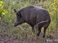 曝太原野猪成群出没,太原野猪闯进居民区