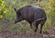 曝太原野猪成群出没,太原野猪闯进居民区