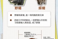 6头野猪横渡长江,野猪横渡长江啥意思？