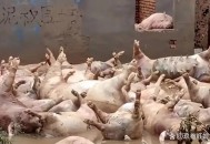 香港猪场爆非洲猪瘟,香港猪场爆非洲猪瘟视频