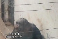 女拳击手教猩猩抽烟,女拳击手教猩猩抽烟视频
