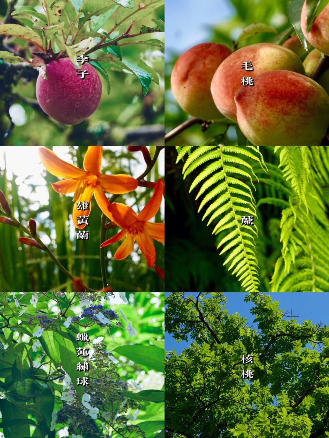 夏日乡村游戏攻略,夏日乡村全cg攻略