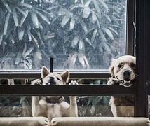 野良犬2游戏攻略,野良犬游戏攻略时钟的密码 野良犬2游戏攻略,野良犬游戏攻略时钟的密码