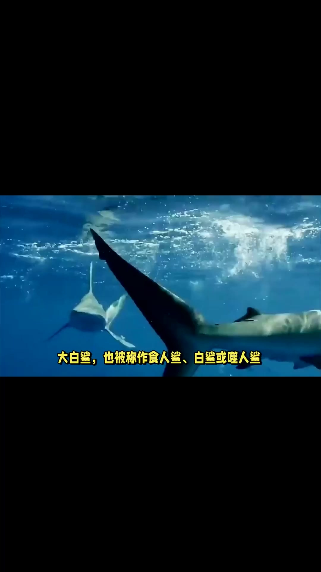 3d大白鲨游戏详细攻略教程,3d大白鲨游戏详细攻略教程图解