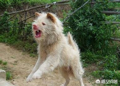 中国下司犬外网爆火,中国下司犬介绍