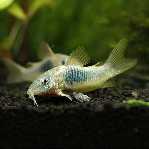 清远一田地老鼠泛滥,广东清远钓鱼人，水库大坝下钓起许多“老鼠鱼”来，有人知道是什么鱼吗？