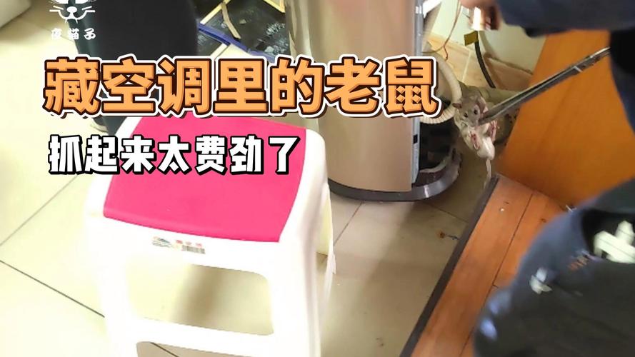 男子洗空调捅到鼠窝,空调进老鼠最简单的处理方法?