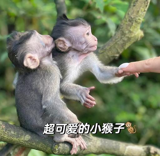 车钥匙逗猴被猴抢走,猴子车钥匙