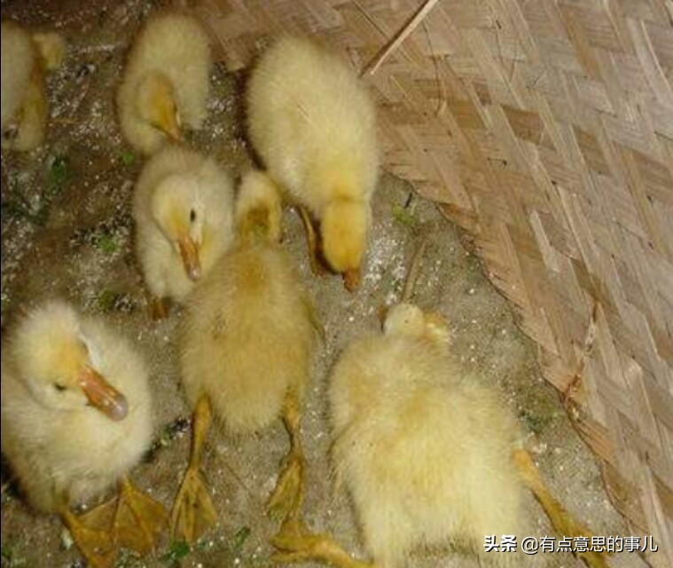 干部违规吃喝致死,请问鹅苗为什么会陆续死亡，买回来养着养着就腿发软，站不稳也不吃喝？