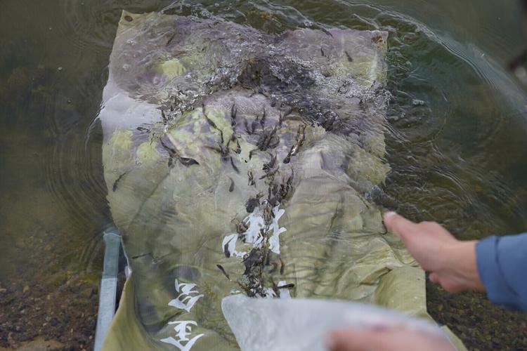 云南滇池现鱼跳龙门,滇池跳水