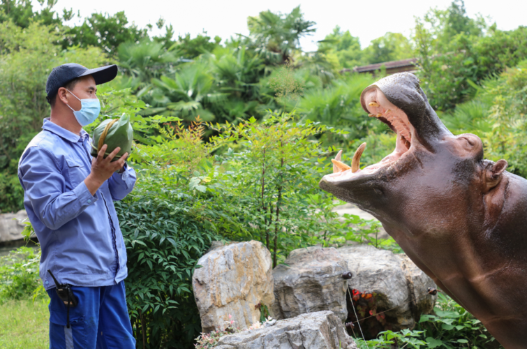 给北极熊现蒸粽子,北极熊 特制粽子