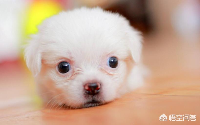 被狗主人殴打致骨折,狗狗的爪子被撵圧的骨折了该怎么办？