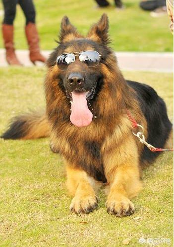 女子为4只狗立遗嘱,求关于人和狗感人的小说题材? 女子为4只狗立遗嘱,求关于人和狗感人的小说题材?