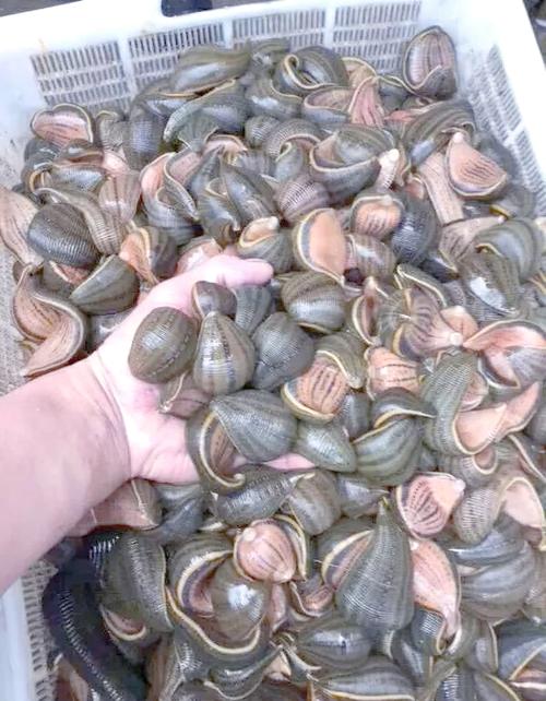 自来水中含活体虫,水蛭养殖要考虑哪些风险?