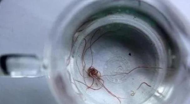 自来水中含活体虫,3一4厘米的小乌龟能换很多次水吗?