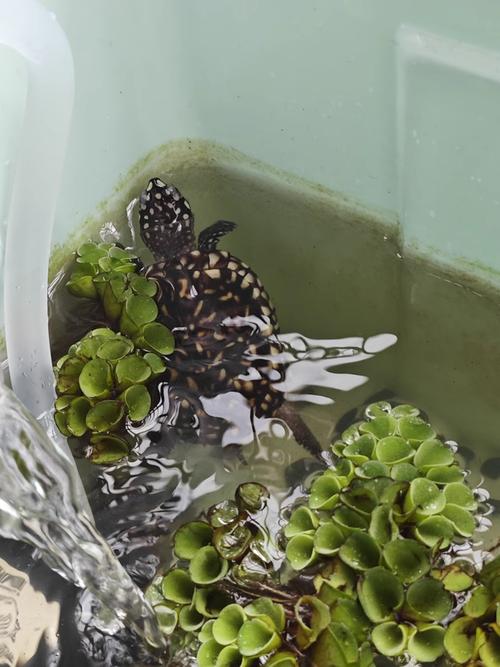 自来水中含活体虫,刚买回来的七厘米长茎龟怎么入水长茎龟怎么入水?