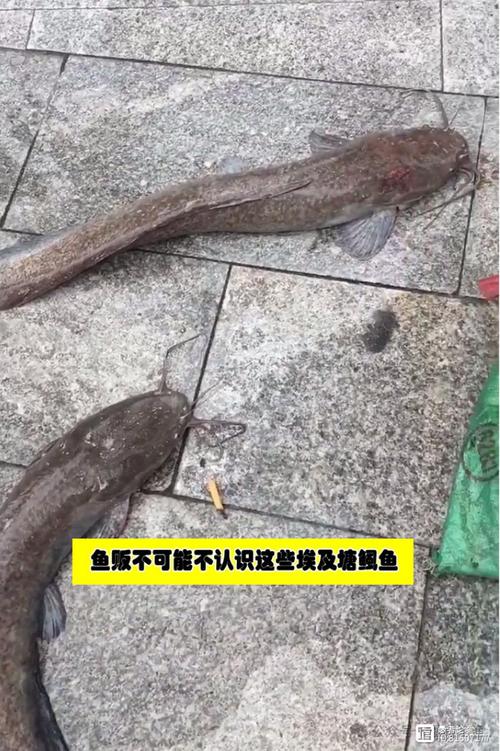 放生2.5万斤外来鲇鱼,放生鲇鱼的功德