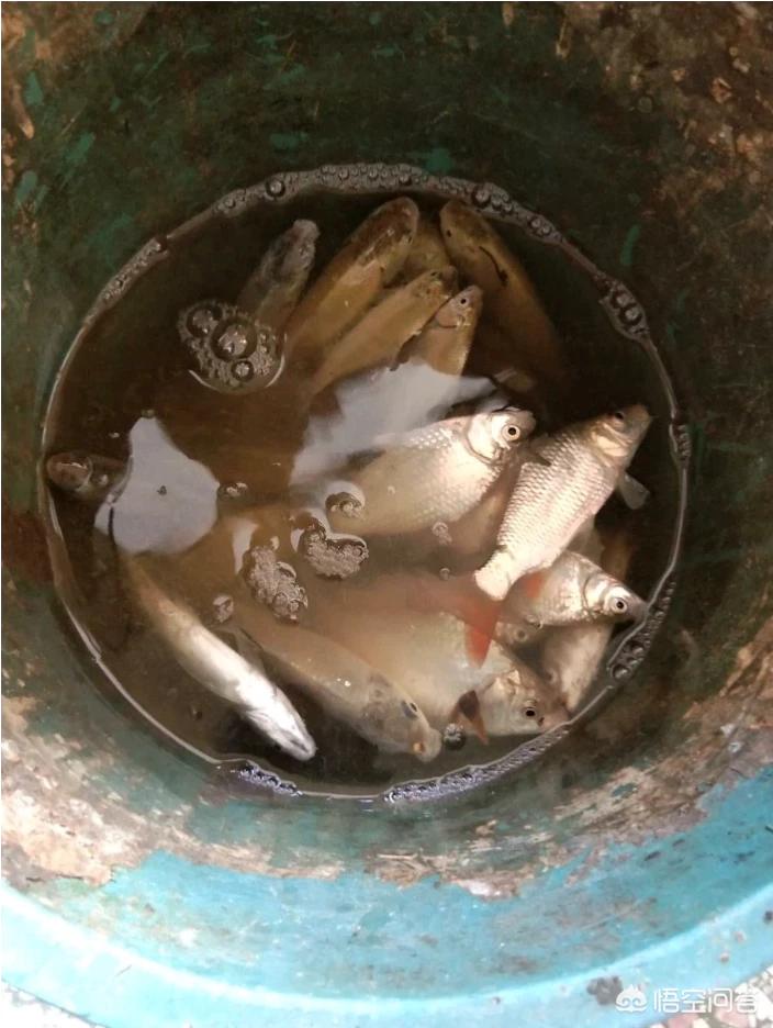 放生2.5万斤外来鲇鱼,放生鲇鱼的功德 放生2.5万斤外来鲇鱼,放生鲇鱼的功德