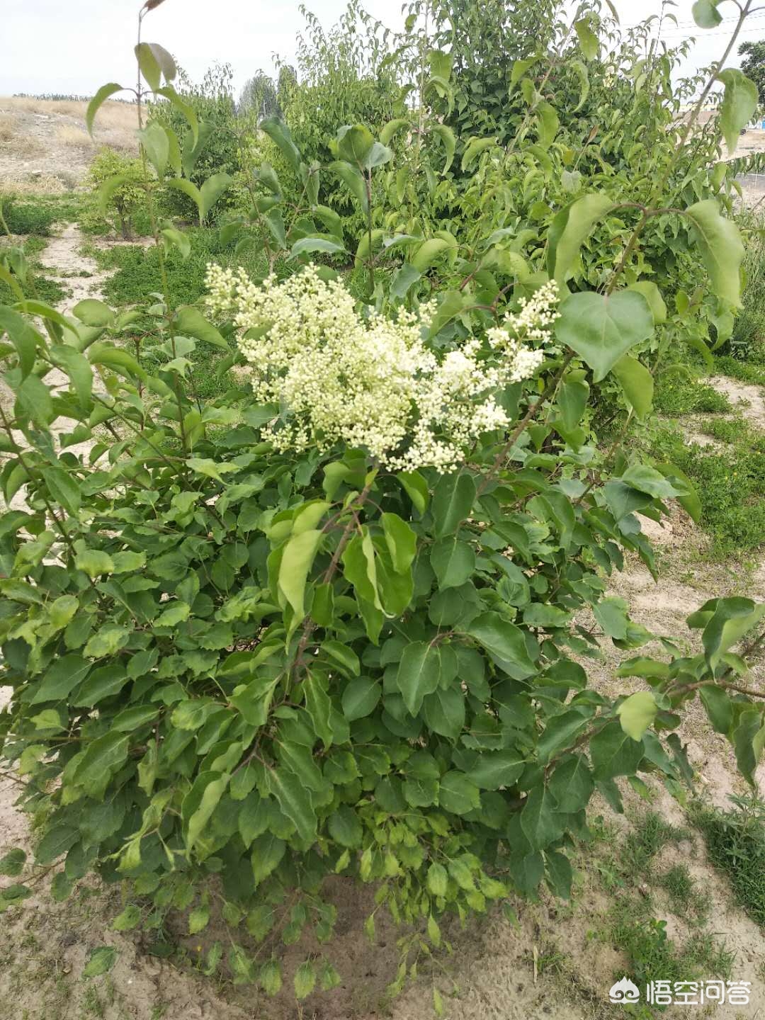 带妻儿自杀独自逃生,妻子带着孩子跳河