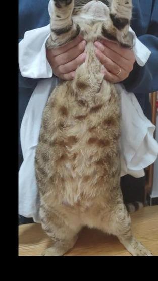 肥猫一年多减重16斤,你们觉得这只肥猫可爱吗?