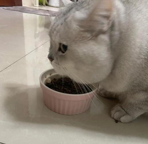 肥猫一年多减重16斤,肥猫一年多减重16斤正常吗