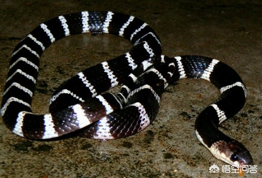 女子遭毒蛇咬伤身亡,河豚被毒蛇咬了会死吗？