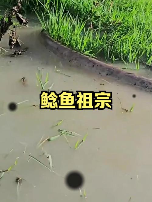 放生2.5万斤外来鲇鱼,放生鲶鱼的功德