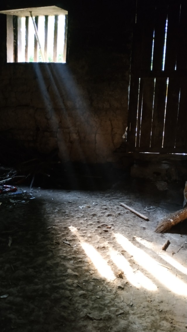 老人上树摘枇杷被困,不能自理的老人成了社会上最无助的弱势群体，谁来为他们做主？