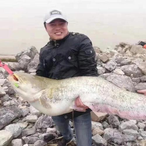 放生2.5万斤外来鲇鱼,鲶鱼能放生到长江吗?