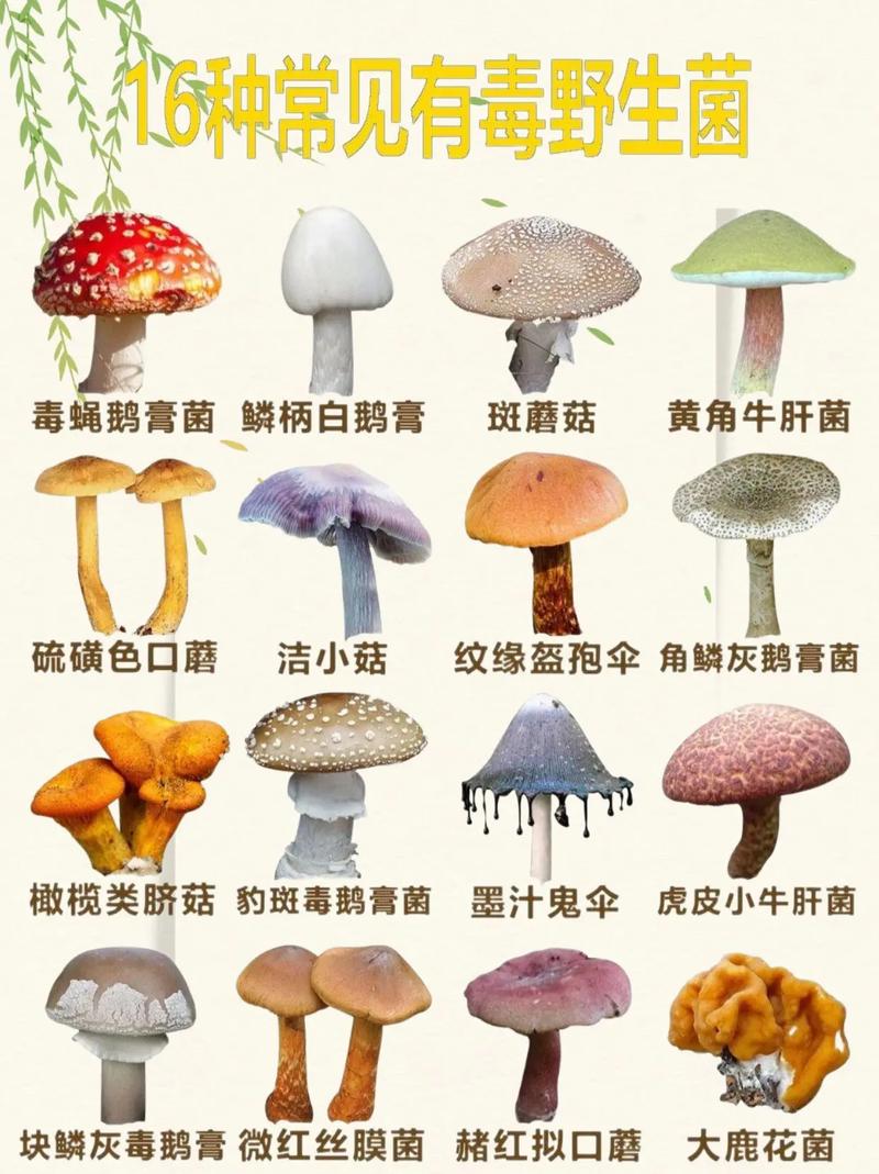 一家6口吃蘑菇中毒,吃蘑菇中毒的症状是什么?