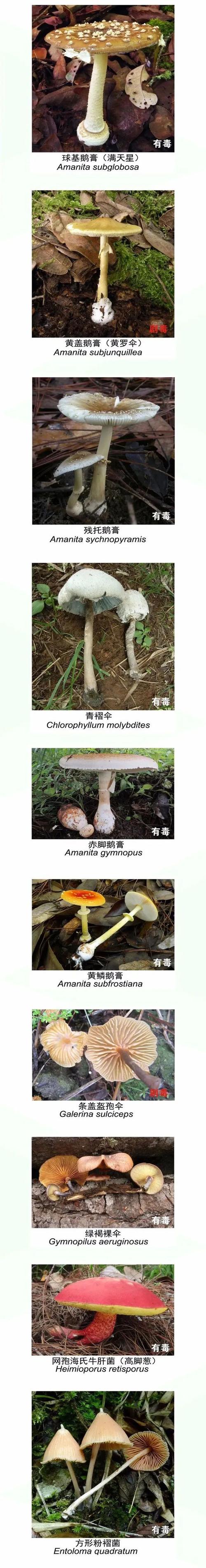 一家6口吃蘑菇中毒,一家六口吃蘑菇中毒